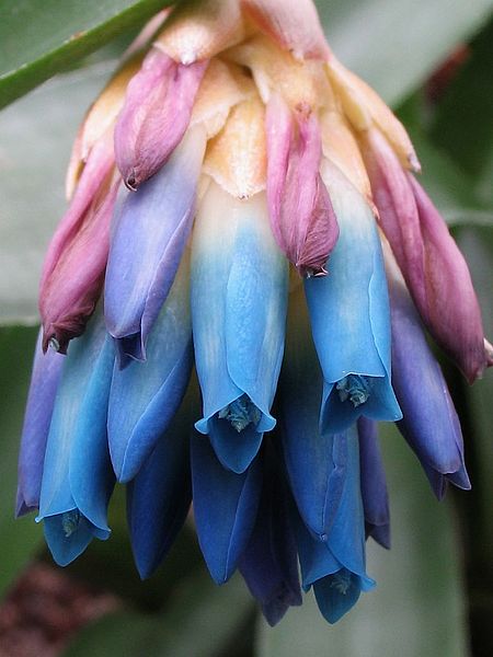 Quesnelia seideliana - orchidroots