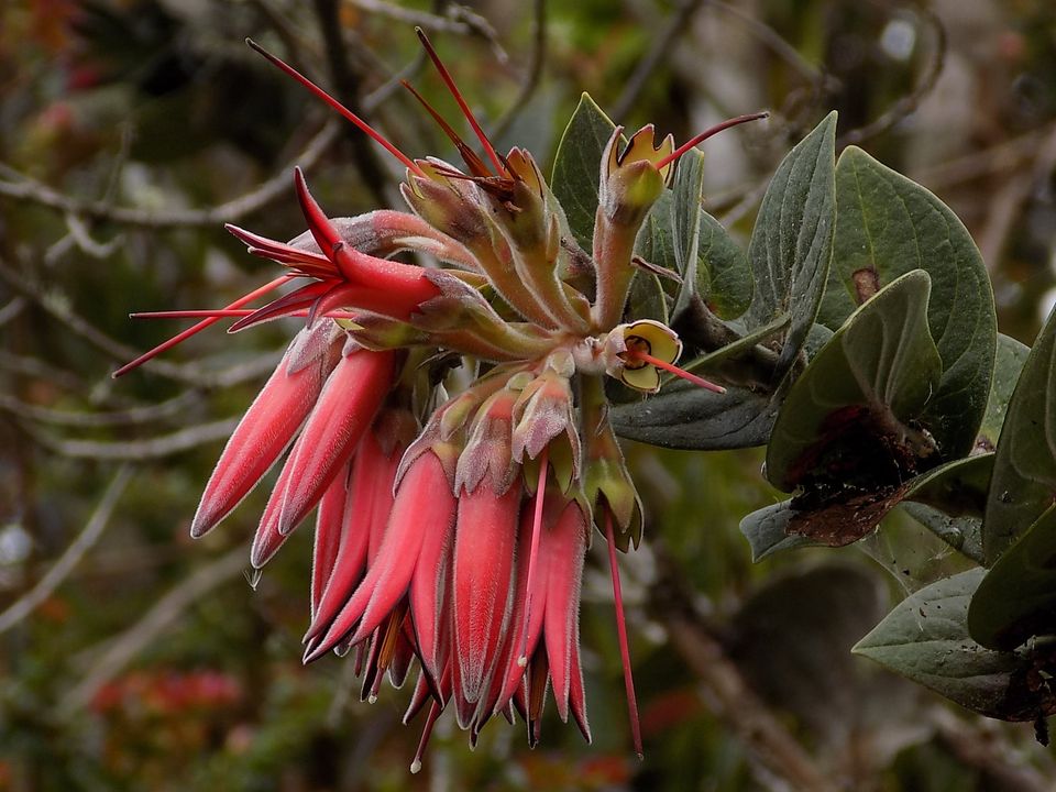 Ceratostema peruvianum - orchidroots