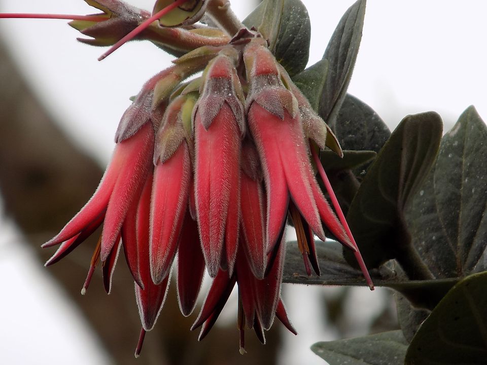 Ceratostema peruvianum - orchidroots