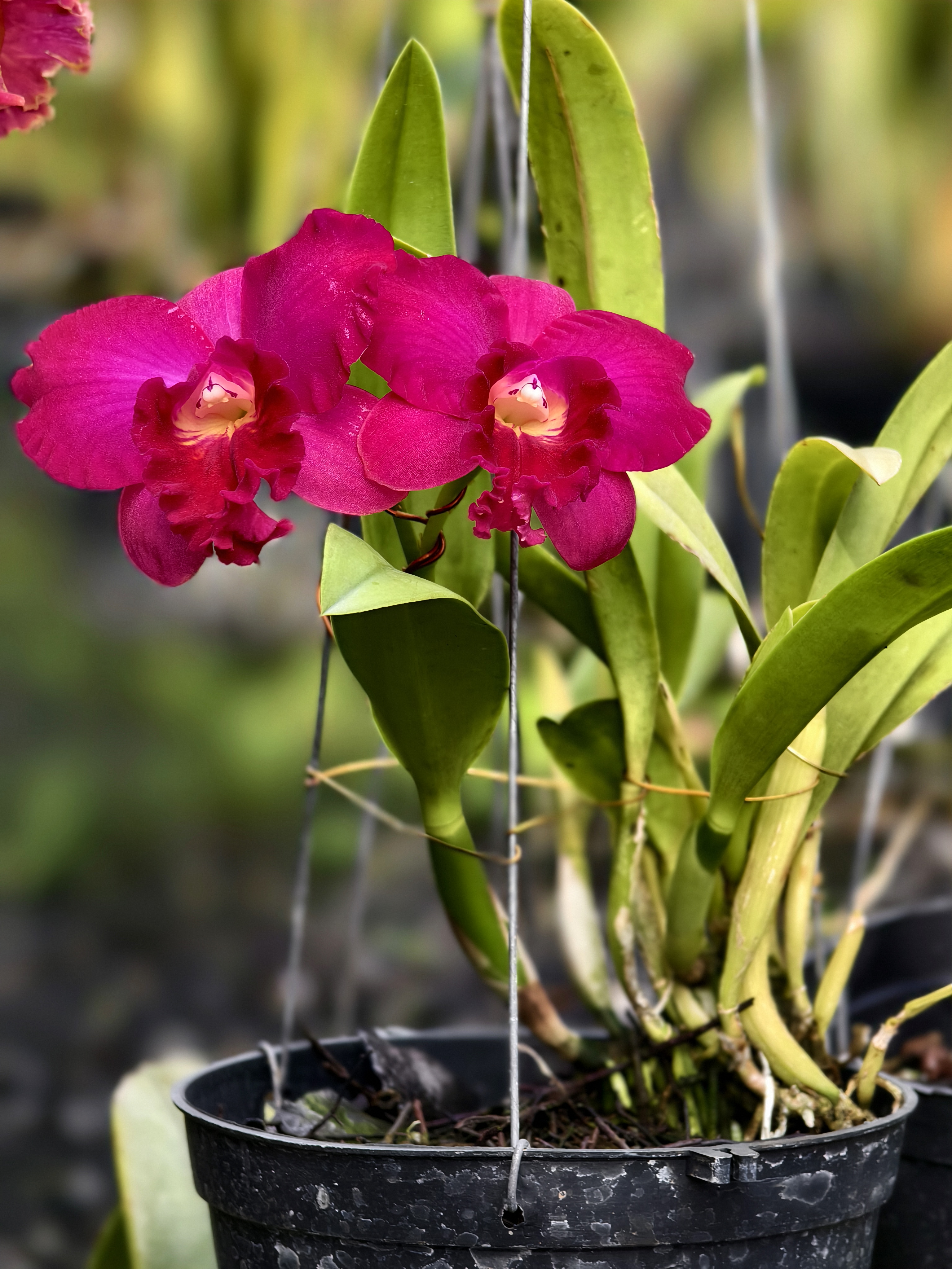 Happy花冠シャンパンエレガントレッド Lc. Rojo 'Happy Valentine' - 808 Orchids Inc.