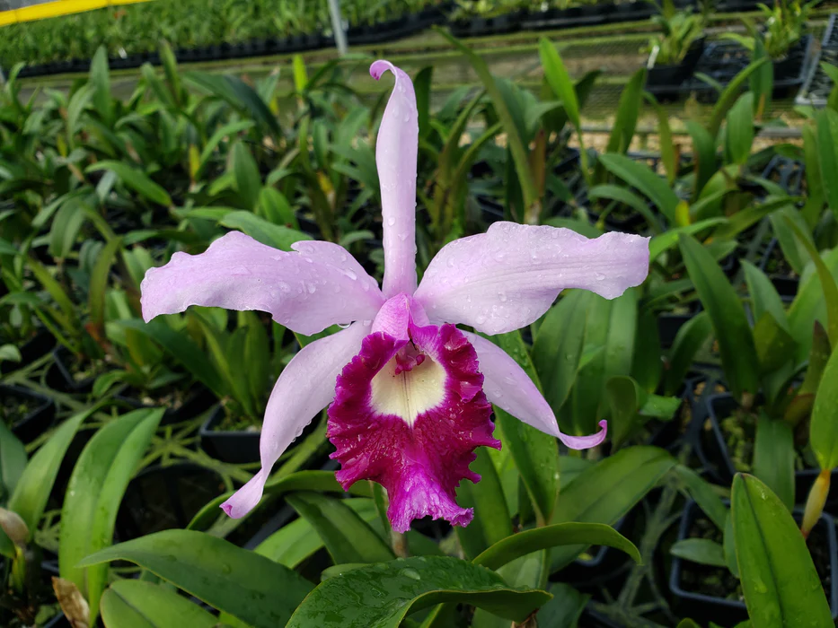 Cattleya irrorata