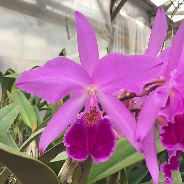 Cattleya Wellesleyae