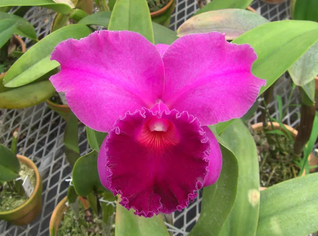 Cattleya Charybdis