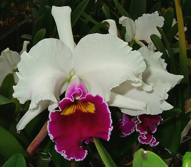 Cattleya Kaguyama