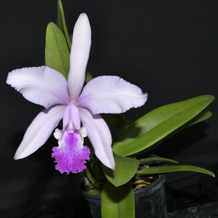 Cattleya Thayeriana