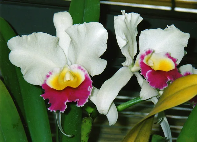 Cattleya Edgar Omura