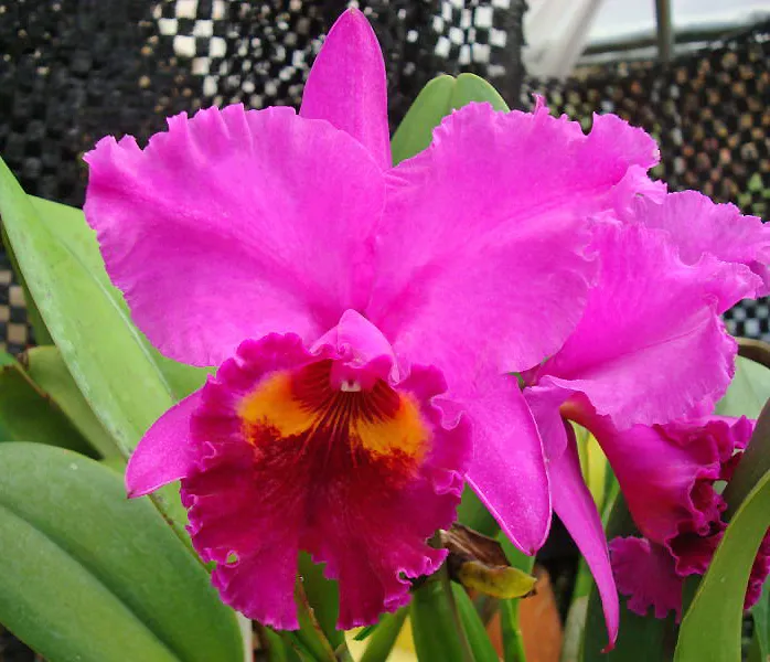 Cattleya Okarchee