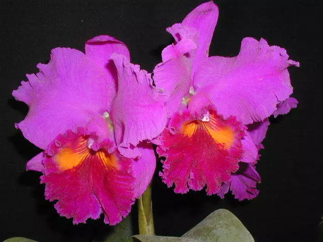 Cattleya Okarchee