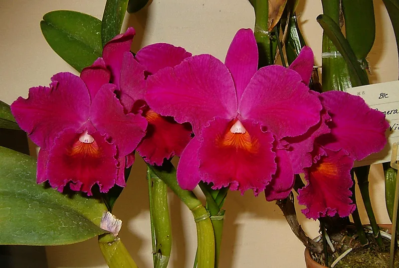 Cattleya Dizac