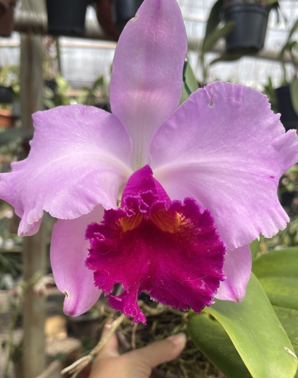 Cattleya Beatriz Künning