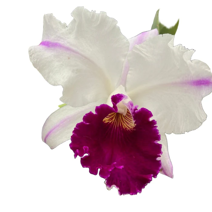 Cattleya Chian-Tzy Mildcompton