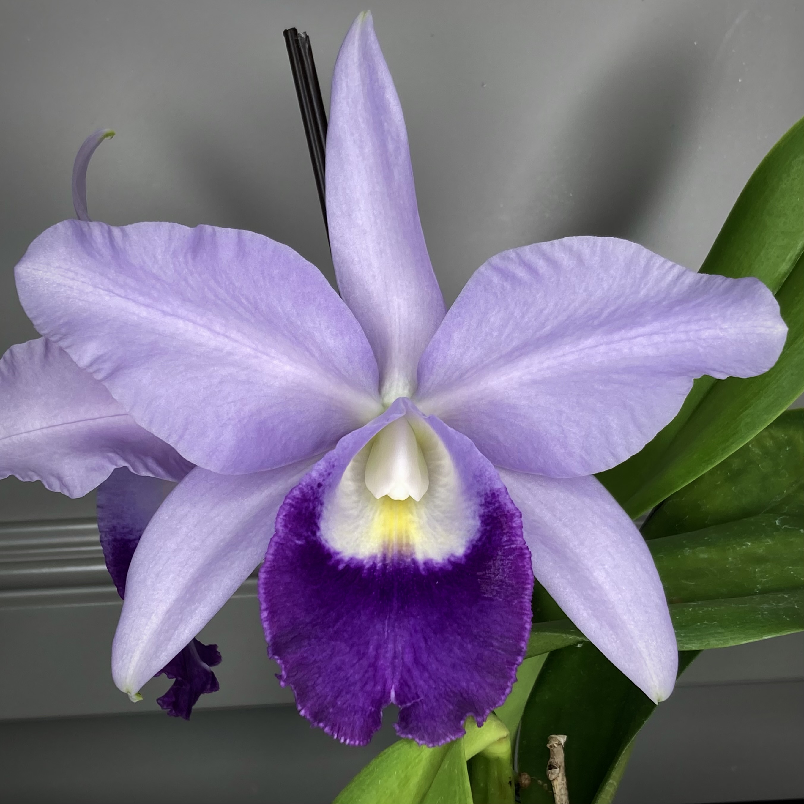 Cattleya Tzeng-Wen Melody - orchidroots