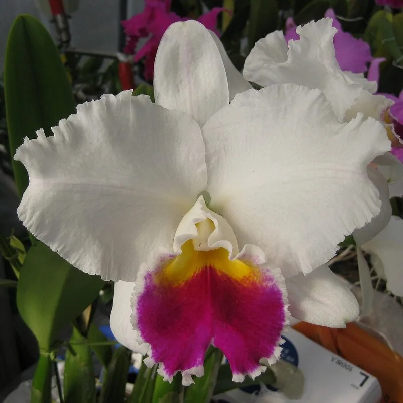 Cattleya Sunnystate's Melody