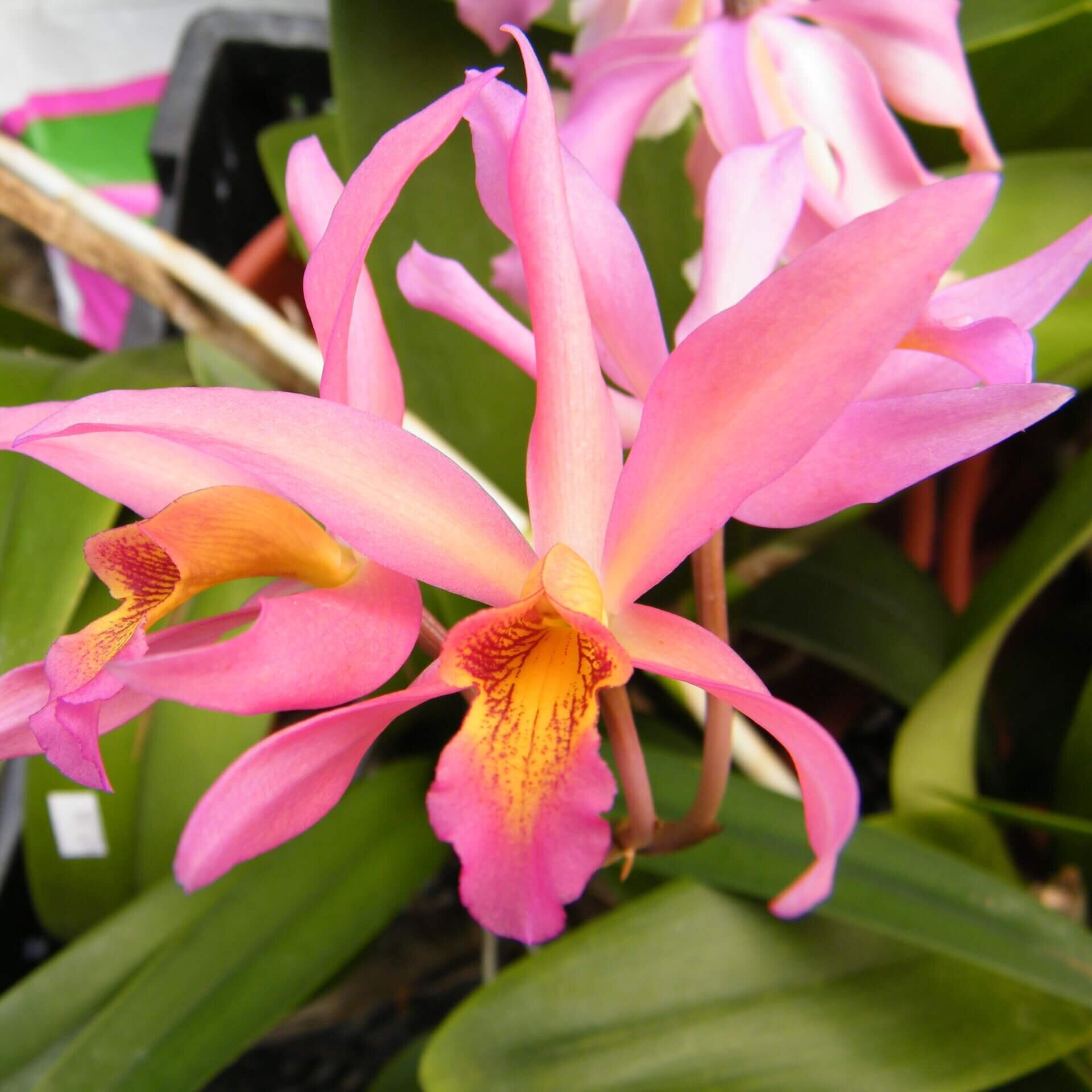 utils/images/hybrid/Guaricatophila_101009394_000006046.jpg