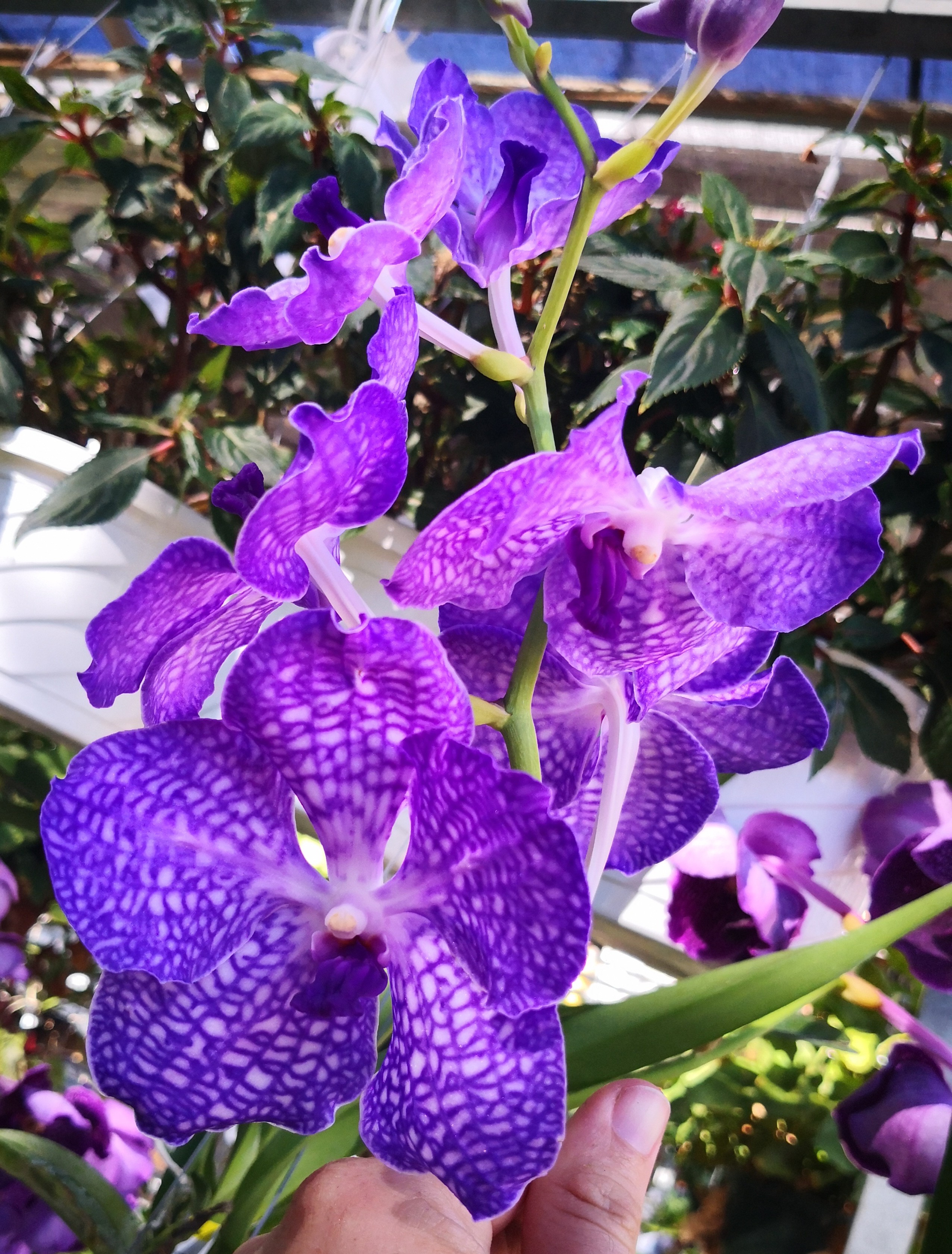 Vanda Alan Del Castillo - orchidroots