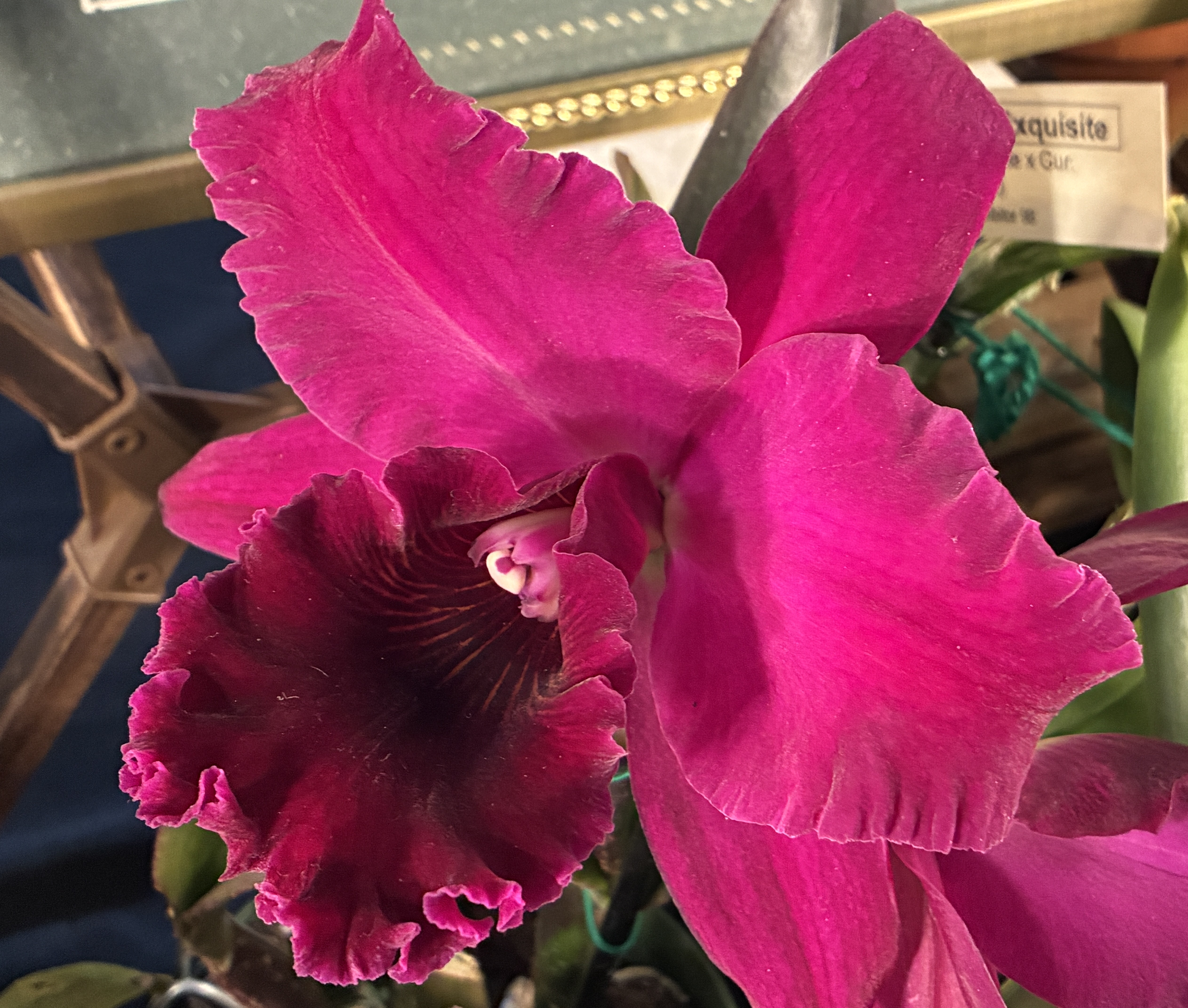 Rhyncattleanthe Chialin Black Flower - orchidroots