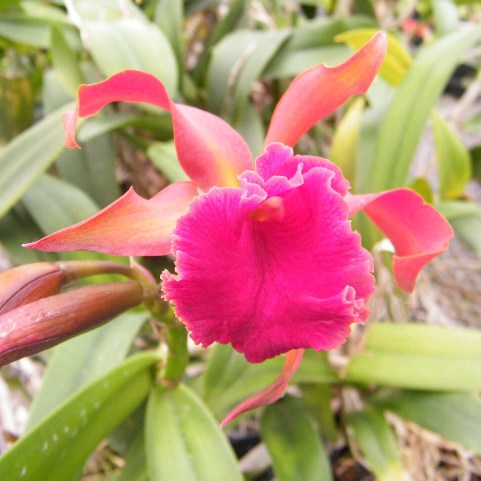 utils/images/hybrid/Paulstormara_100946566_000005965.jpg