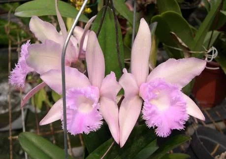 Rhyncholaeliocattleya Digbyano-Warneri