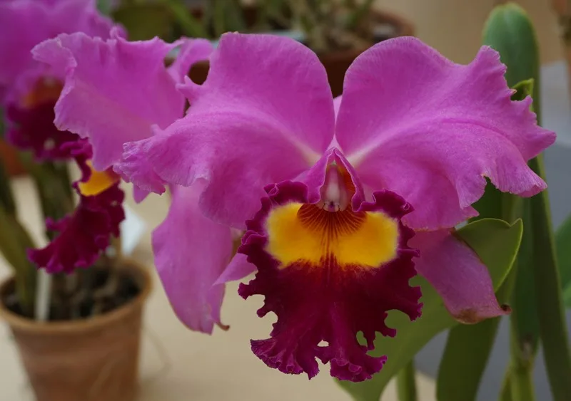 Rhyncholaeliocattleya Medea