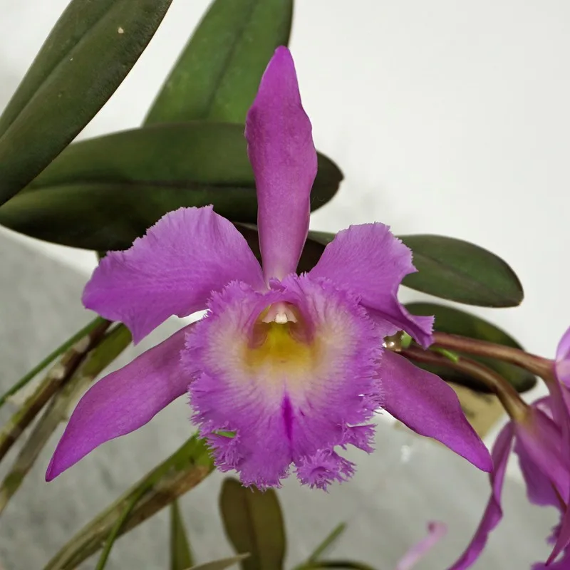 Rhyncholaeliocattleya Digbyano-mossiae