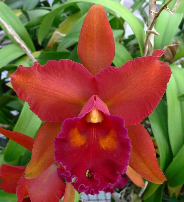 Rhyncholaeliocattleya Eve Marie Barnett