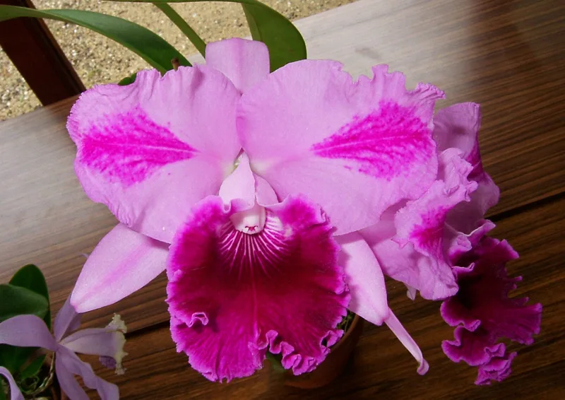 Rhyncholaeliocattleya Marjorie Conner