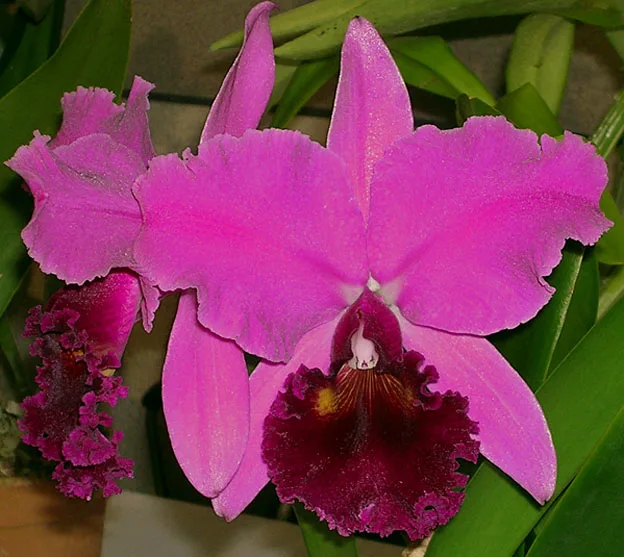 Rhyncholaeliocattleya Charmides