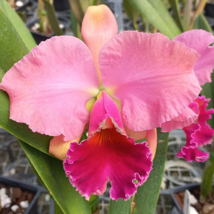 Rhyncholaeliocattleya Caesar's Head