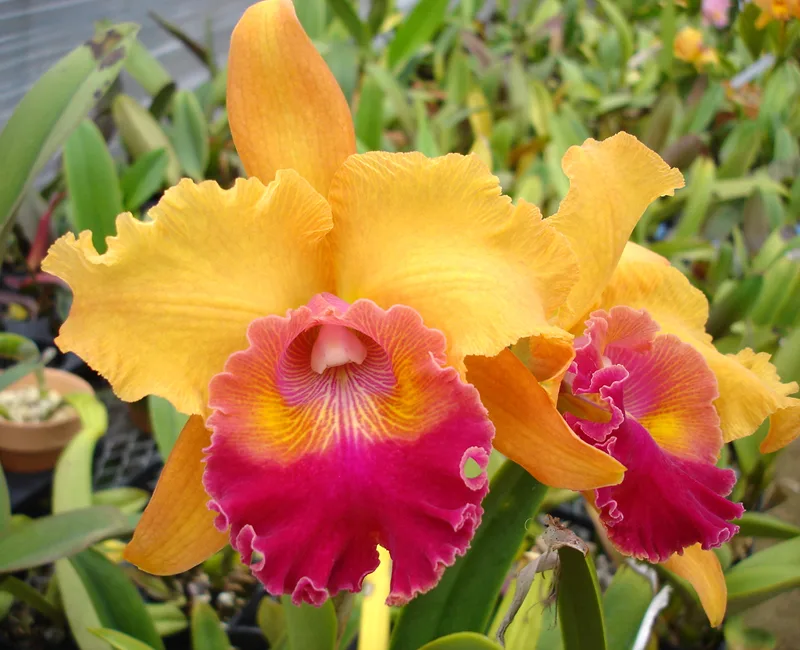 Rhyncholaeliocattleya Memoria Seichi Iwasaki