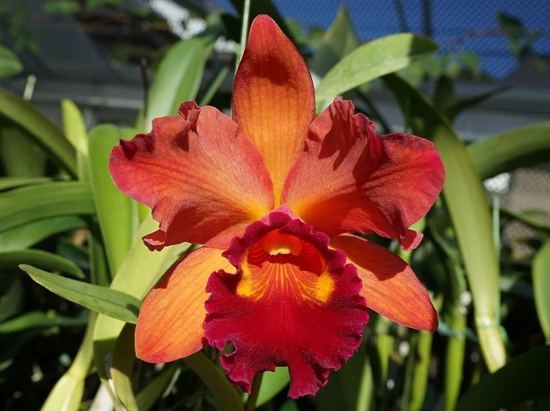 Rhyncholaeliocattleya Memoria Seichi Iwasaki