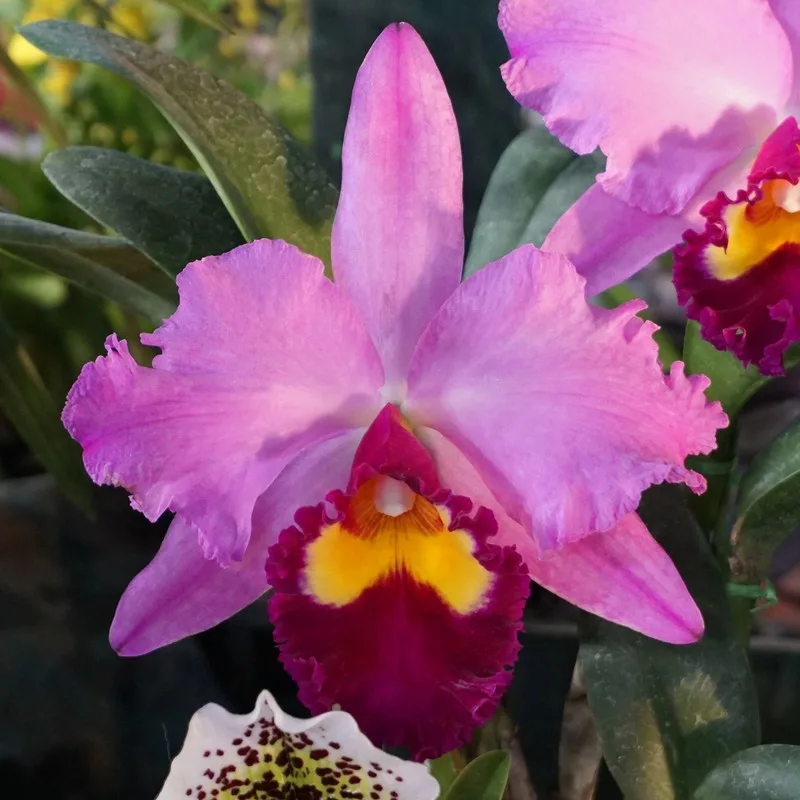 Rhyncholaeliocattleya Memoria Ichie Ejiri