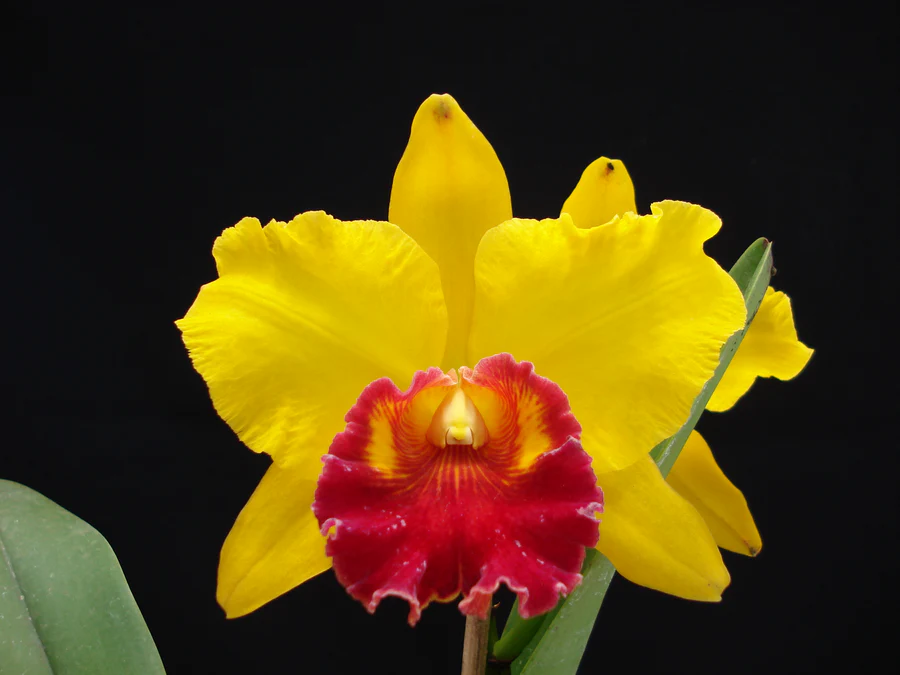 Rhyncholaeliocattleya Lawless Romeo