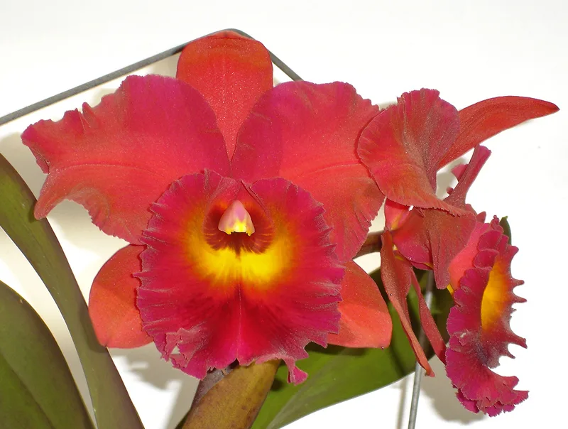 Rhyncholaeliocattleya Burdekin Fire Ball