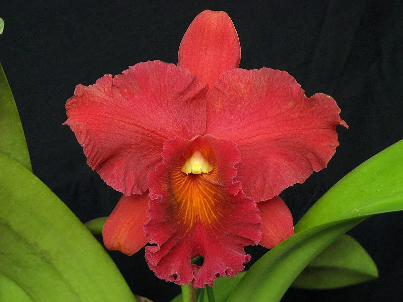 Rhyncholaeliocattleya Aran Red