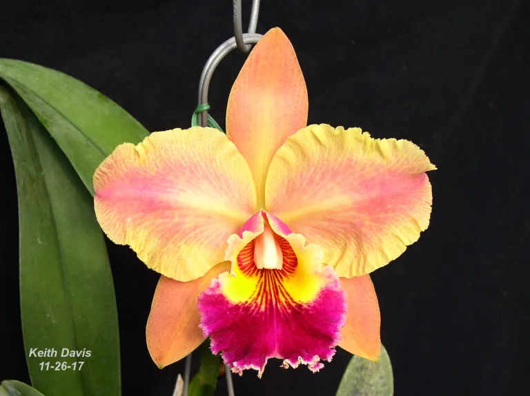 Rhyncholaeliocattleya Suzuki's Matrix