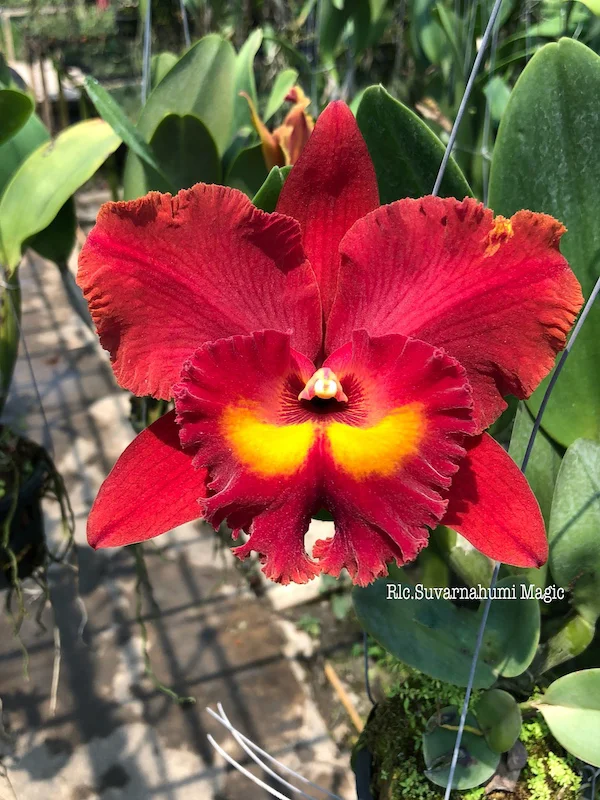 Rhyncholaeliocattleya Suvarnabhumi Magic