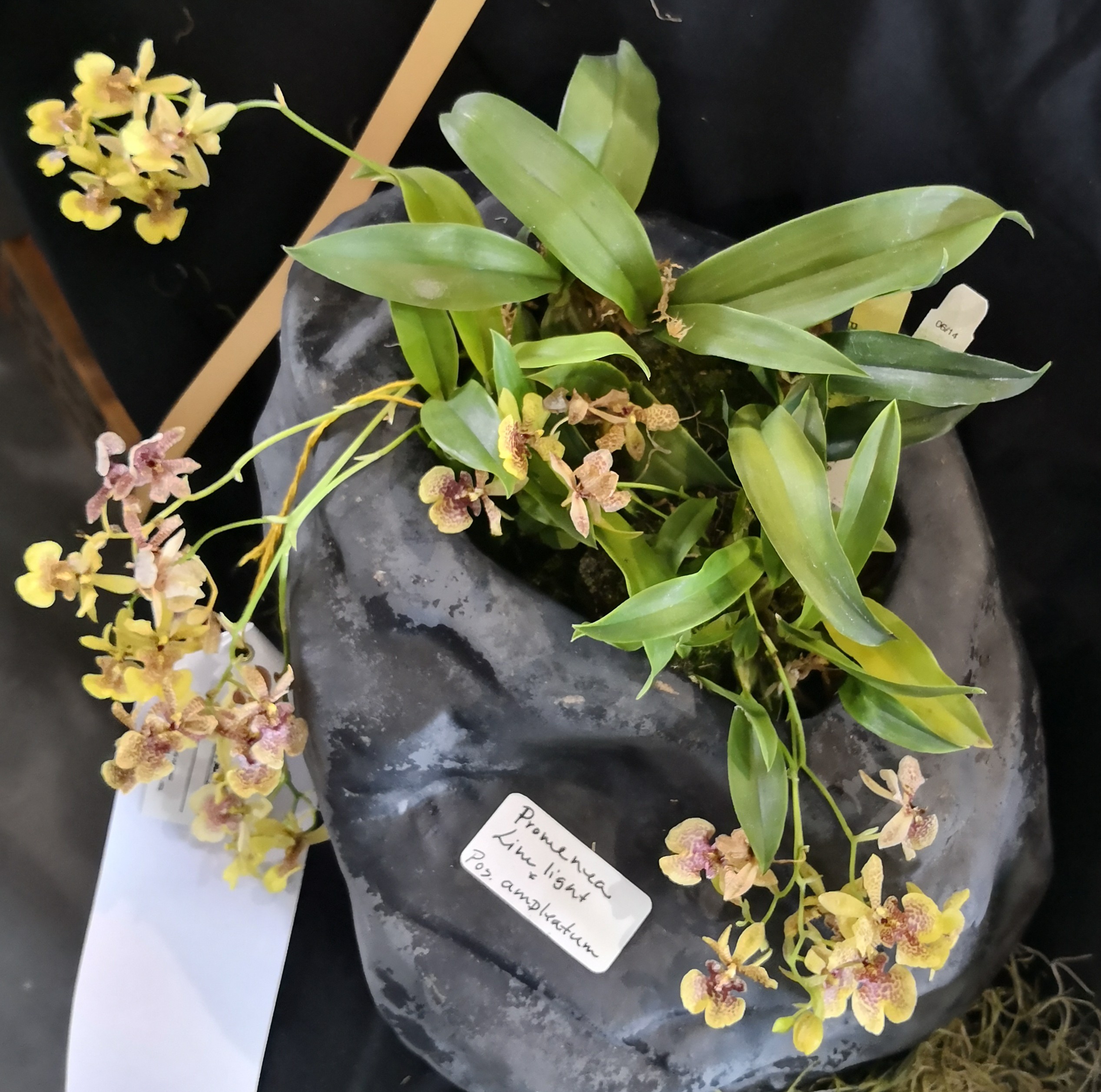 utils/images/hybrid/XZa2bRcu7EPuKgCxcoSfrU_Promoglossum_Golden_Buddha.jpg