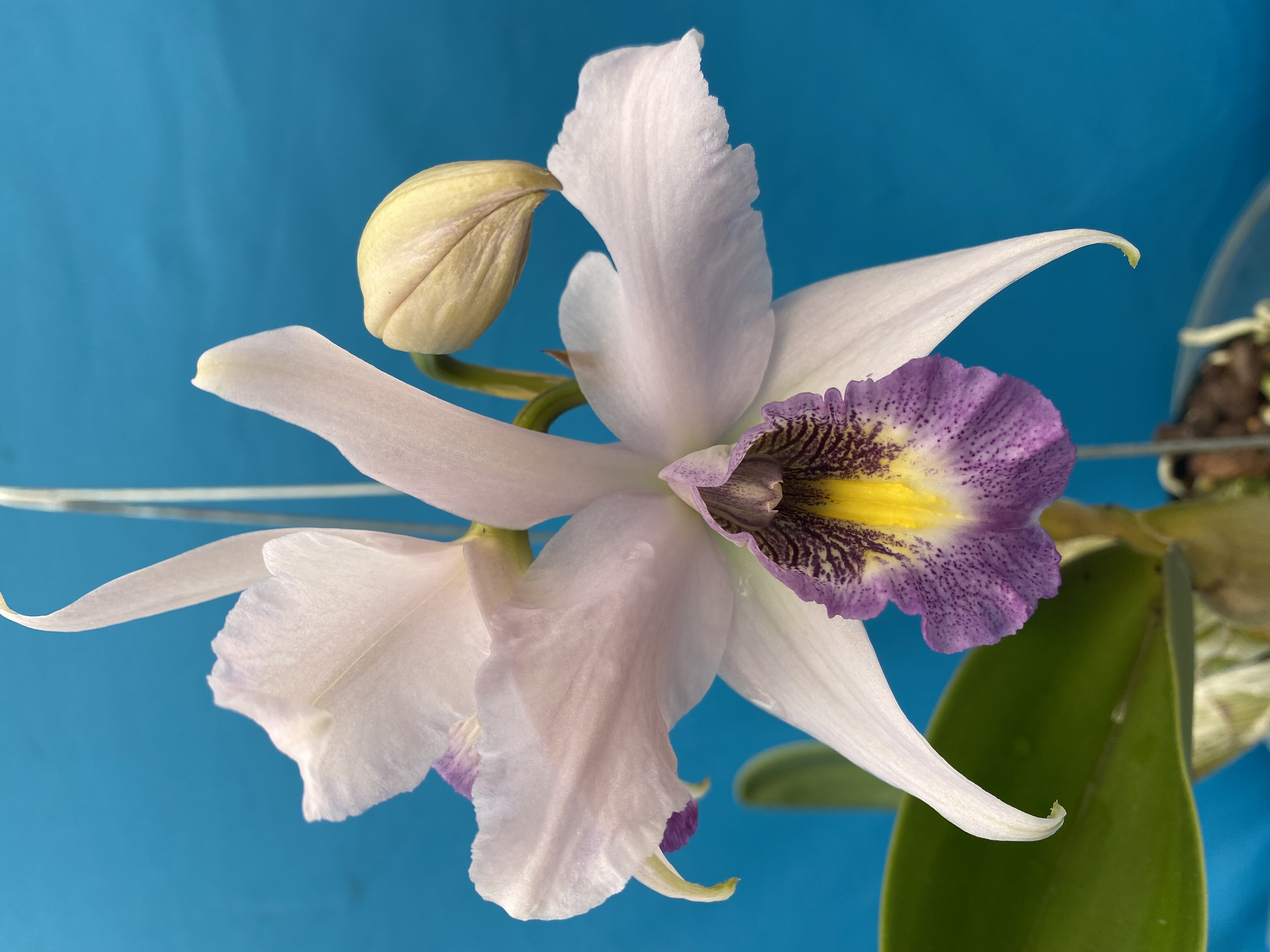 Laeliocattleya Flamingo Dance - orchidroots