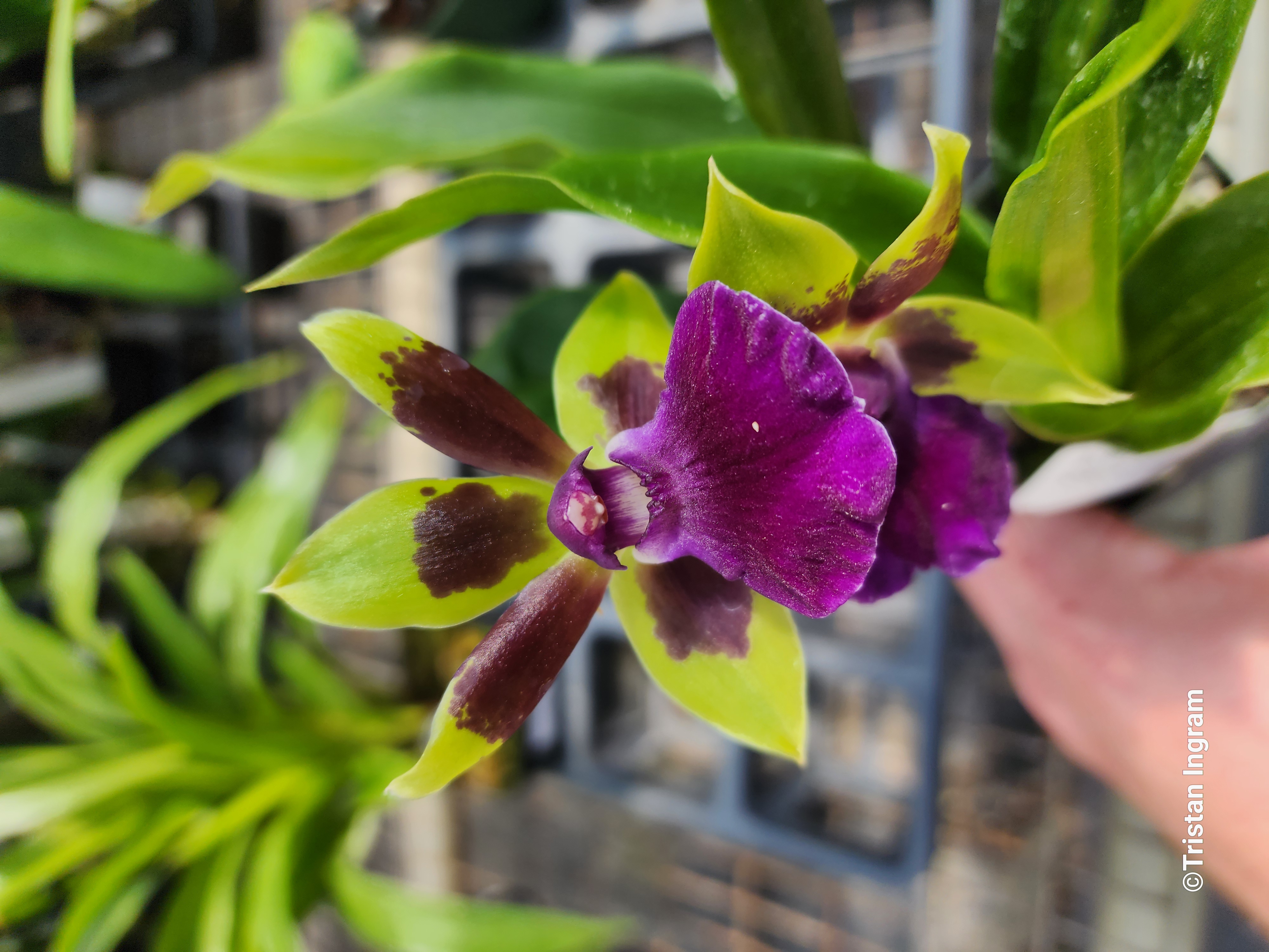 utils/images/hybrid/Zygosepescalum_101053980_000003766.jpg