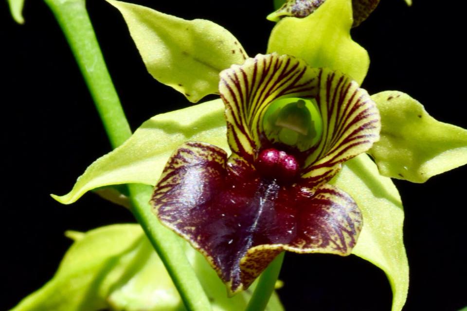 https://orchidroots.com/static/utils/images/hybrid/hyb_000012594_100154528.jpg