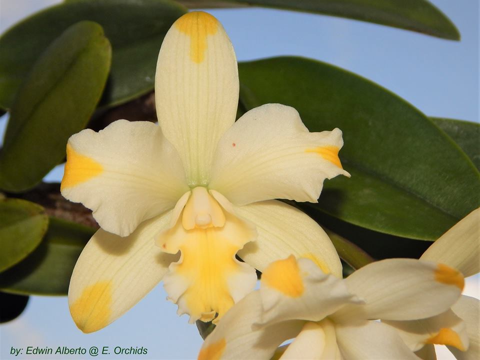 Rhyncattleanthe Solar Flare - orchidroots