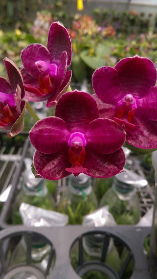 Phalaenopsis I-Hsin Spot Eagle orchid photo gallery