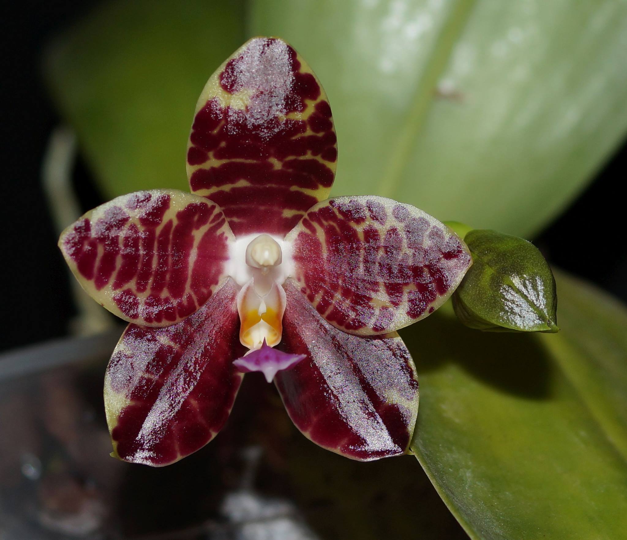 Phal. Amboinensis \‘Nicole\’