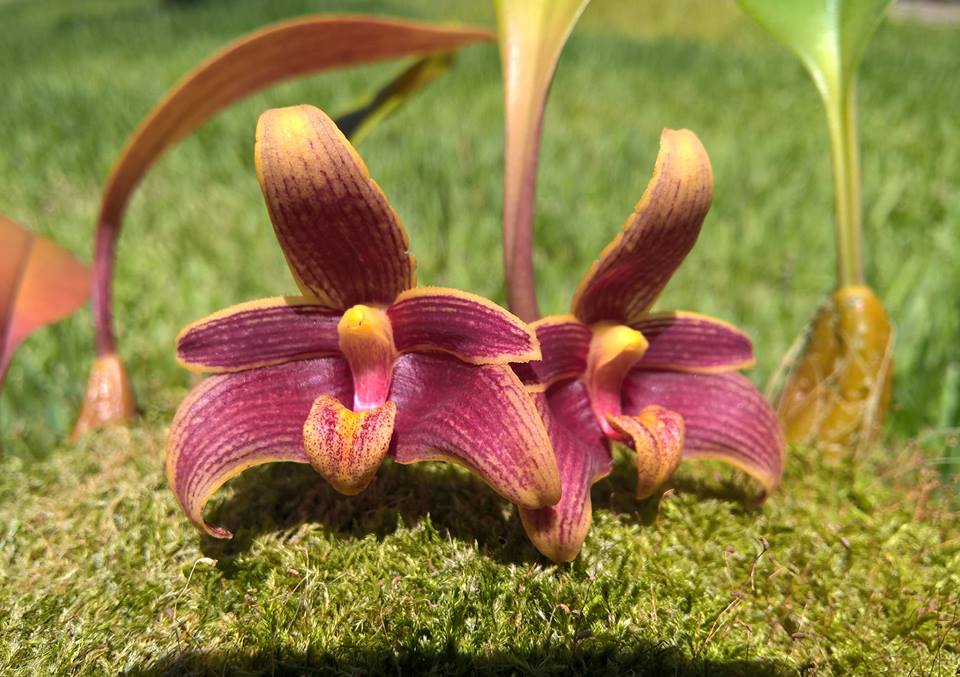 Bulbophyllum sumatranum-dayanum - orchidroots