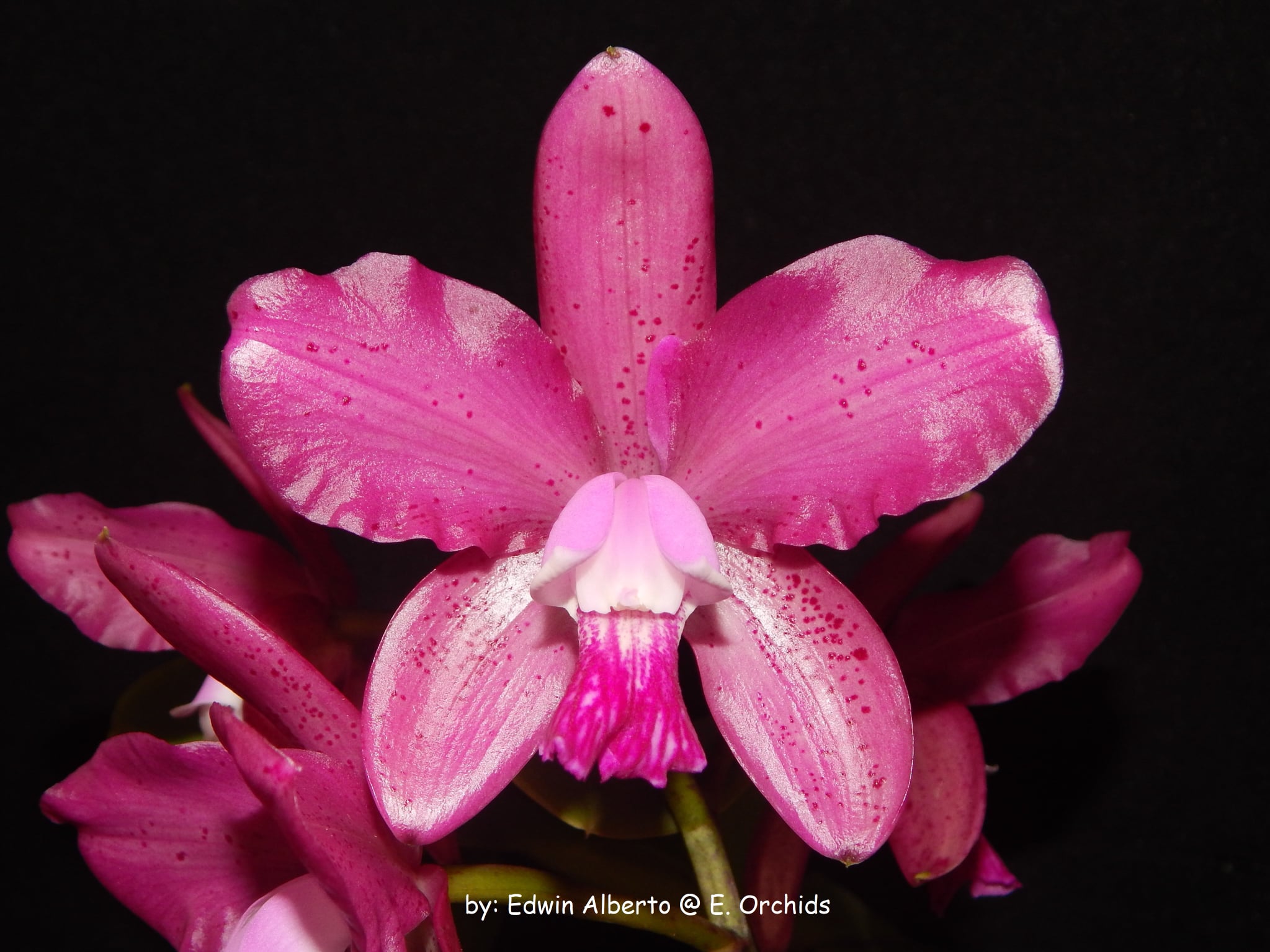 Cattleya Fort Motte-Penny Kuroda (Caudebec Gp) - orchidroots