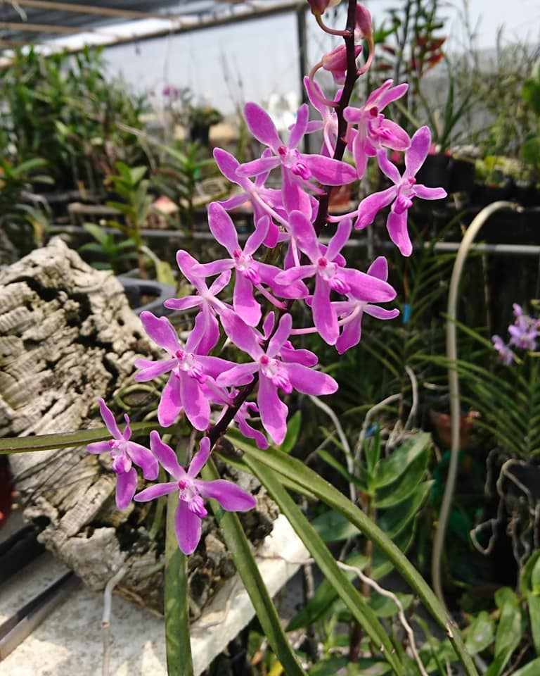 utils/images/hybrid/hyb_000391330_101042478.jpg
