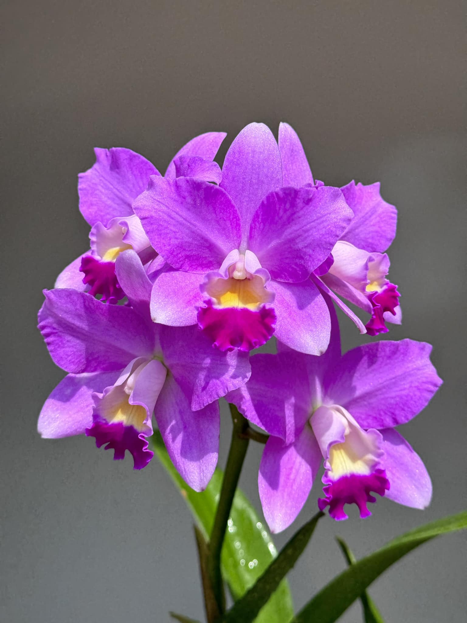 Cattlianthe Sakura Candy - orchidroots