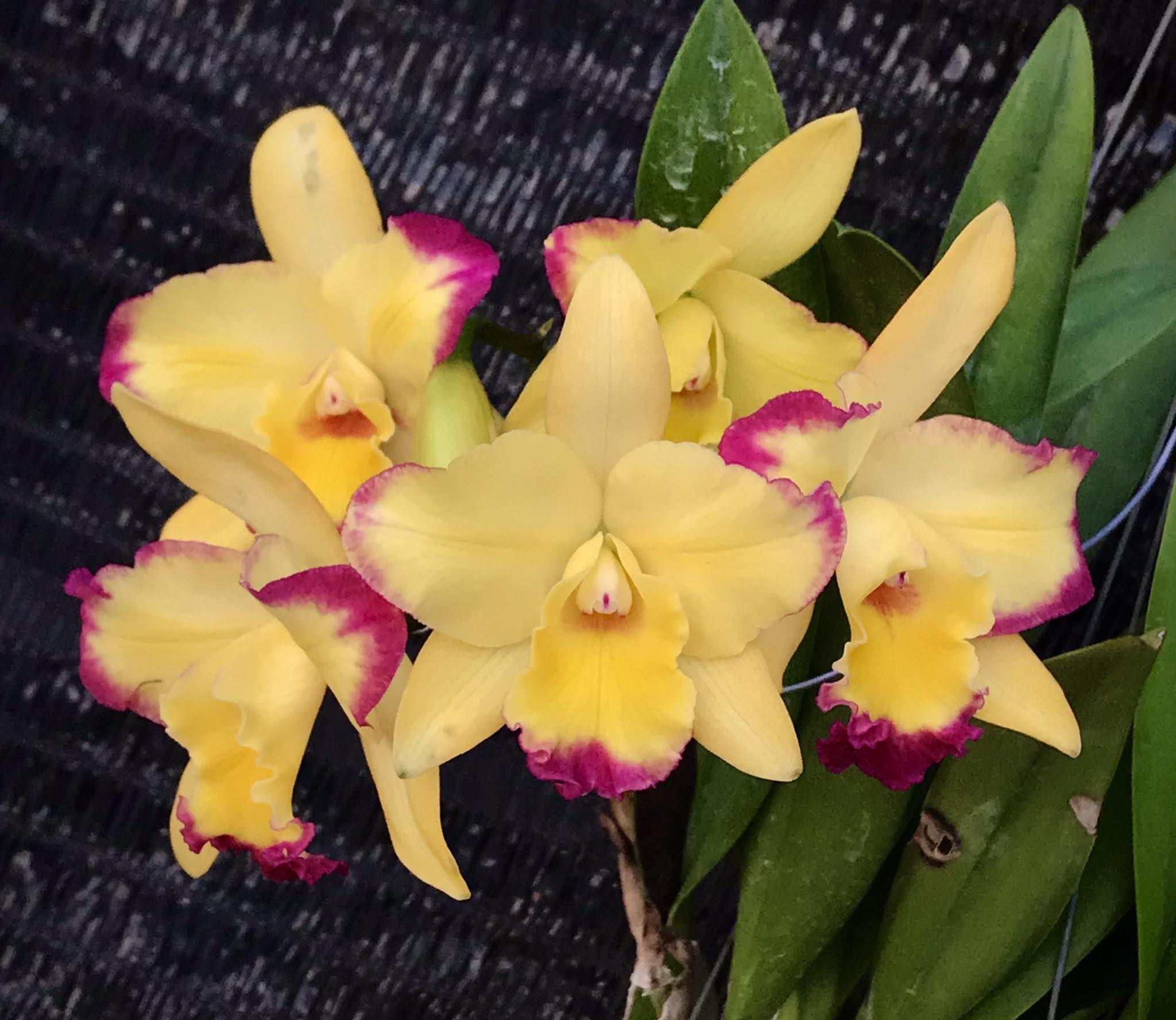 Rhyncholaeliocattleya Shin Shiang Diamond - orchidroots