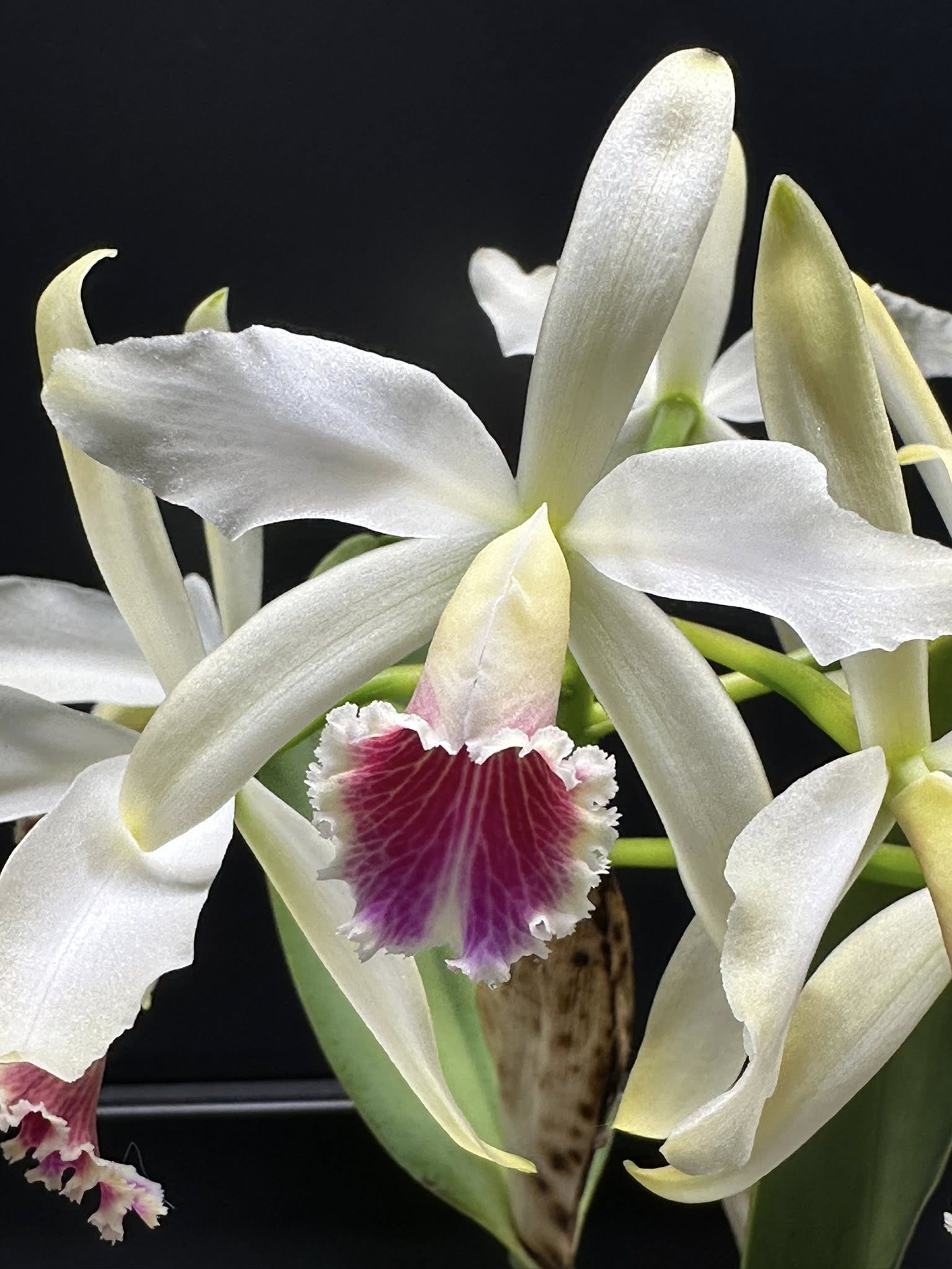 Cattleya NK Regulus - orchidroots