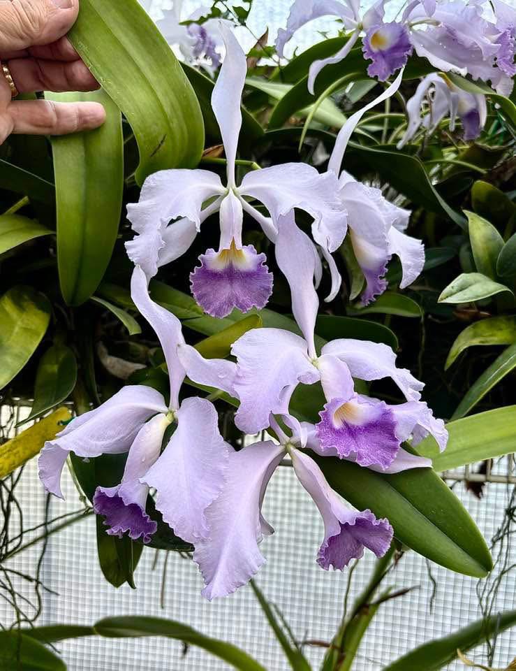 Cattleya Adel's Treasure - orchidroots